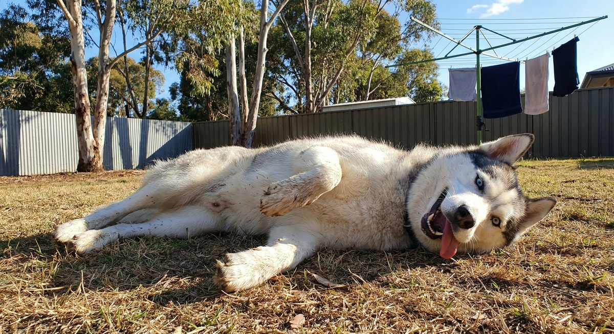 Woof woof woof woof woof woof woof woof