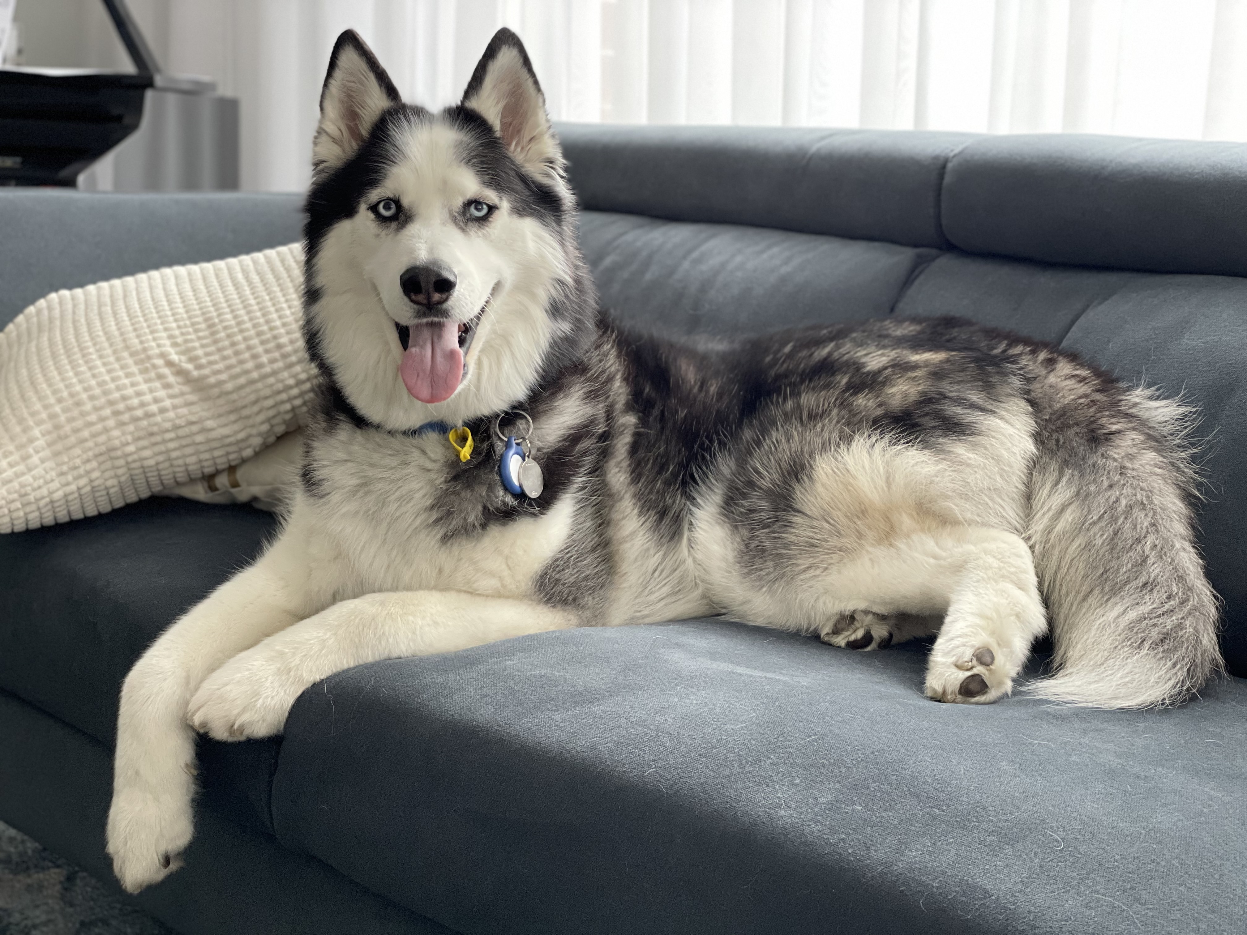 Lukah, a big loveable dog, the inspiration behind Lapdog